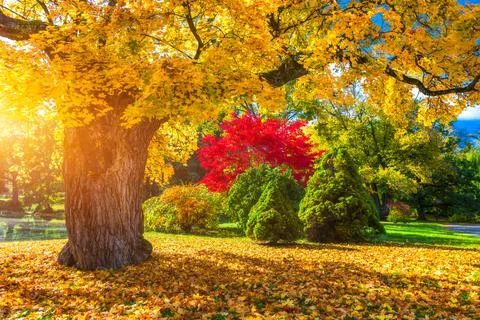 Autumn scene, fall,  red and yellow trees and leaves in sun light. Beautiful  Stock Photos