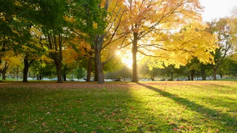 Autumn scene. Fall. Trees and leaves in sun light. New York Central Park Video stock 286160447