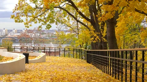 Autumn Scene. Falling colorful maple leaves, yellow trees in autumnal city park Stock Footage 211187404