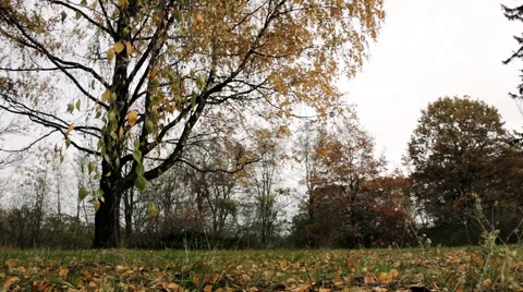 Autumn scene with falling leaves 動画素材 56592414