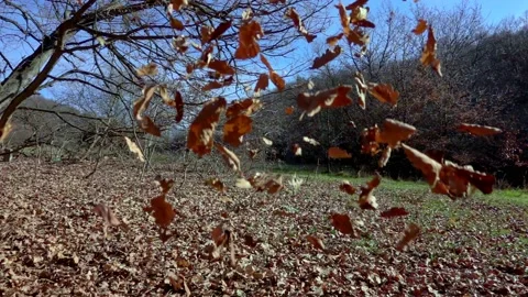Autumn scene with falling leaves Stock-Footage 166447111