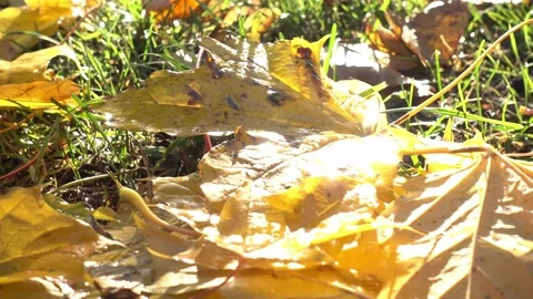 Autumn scene. Falling yellow maple leaves are lying on the ground in park Stock-Footage 143449904