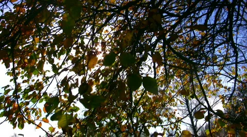 Autumn scene Video stock 284788