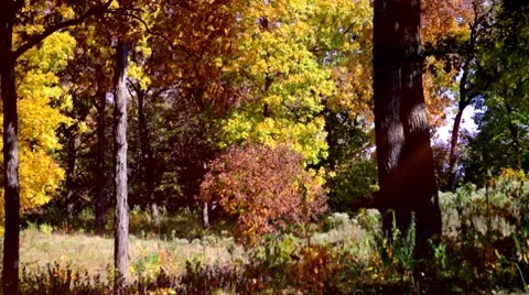 Autumn Scene Video stock 8828921