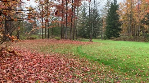 Autumn Scene with Leaves Falling Stock Footage 162849121