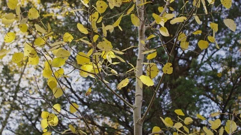Autumn scene looking up into the tree canopy with yellow aspen Stock Footage 127462487