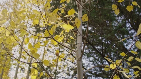 Autumn scene looking up into the tree canopy with yellow aspen Stock Footage 127462536