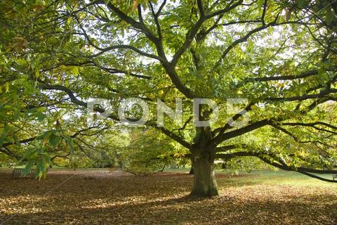 Autumn scene Stock Photos