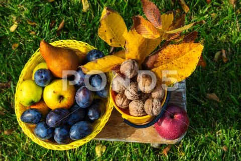 Autumn scene Stock Photos