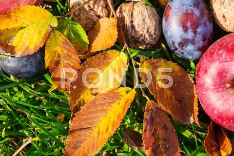 Autumn scene Stock Photos