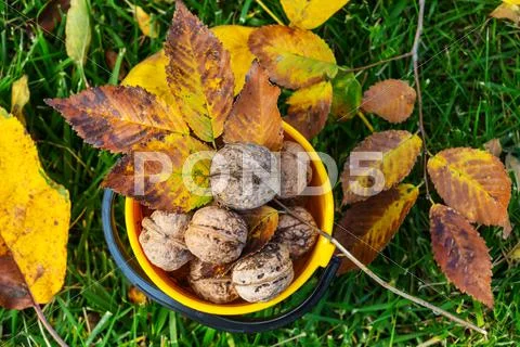 Autumn scene Stock Photos
