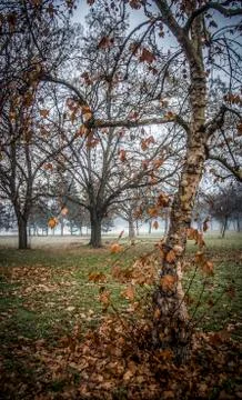 Autumn Scene Stock Photos
