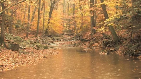 Autumn scene rain Stock Footage 74062181