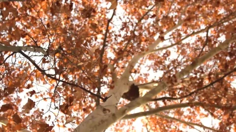 Autumn scene with tree with leaves Stock Footage 208186601