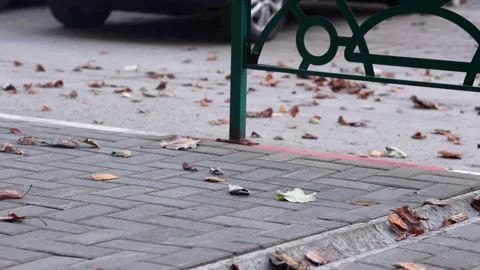 Autumn scene: wind blows yellow leaves along the sidewalk next to parking lot. Stock Footage 296566246
