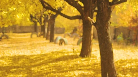 Autumn scene: yellow trees with falling leaves Stock Footage 97064387
