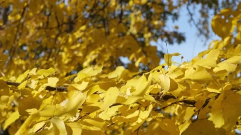 Autumn scene of yellow trees. Leaf fall. Stock Footage 163364697