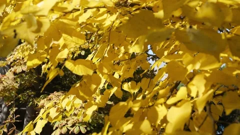 Autumn scene of yellow trees. Leaf fall. Stock Footage 163515154
