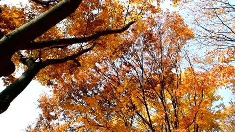 Autumn scenery, falling maple leaf. Stock Footage 122905200