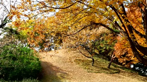 Autumn scenery, falling maple leaf. 库存影片 122905207