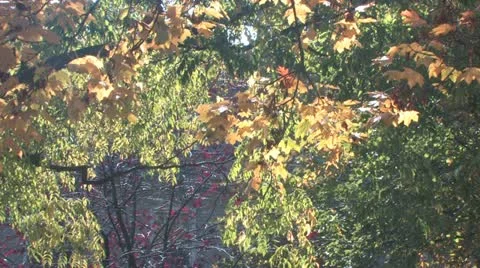 Autumn scenery Stock Footage 18412311