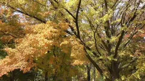 Autumn scenery Stock Footage 234950842