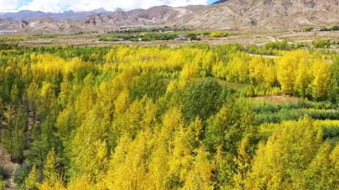 Autumn scenery Stock Footage 243078657