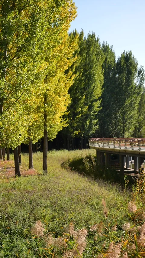 Autumn scenery Stock-Footage 346028277