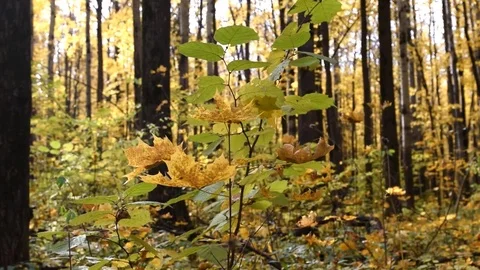 Autumn scenery in the forest Stock Footage 71281007