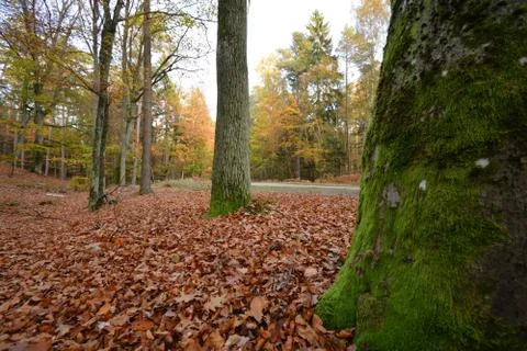 Autumn scenery with mossy trees Stock Photos
