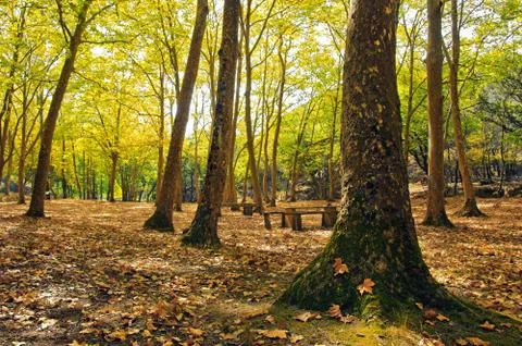 Autumn scenery Stock Photos