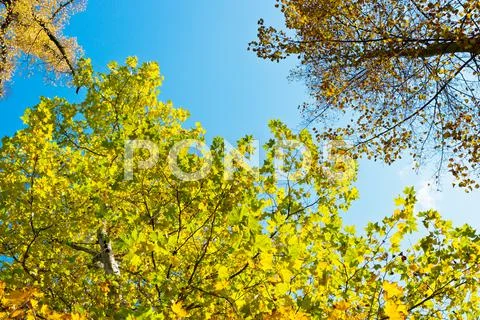 Autumn scenery Stock Photos
