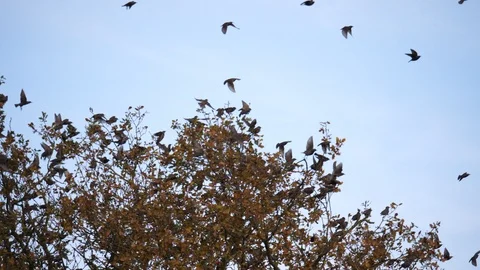 Autumn scenic flock of birds starlings fly from tree Stock Footage