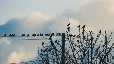 Autumn scenic - flock of starling birds fly away telegraph line Stock Footage