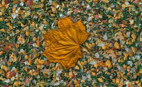 Autumn seamless background with maple leaf, texture, green lawn and various Stock Photos
