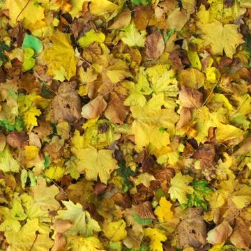 Autumn seamless pattern background Stock Photos