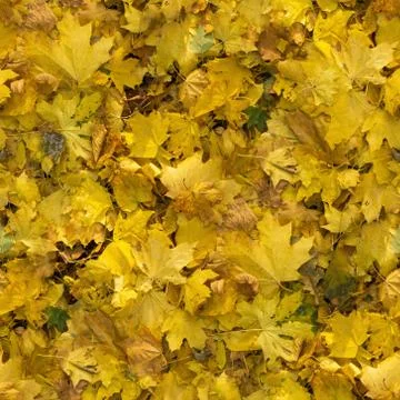Autumn seamless pattern background Foto stock