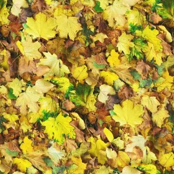 Autumn seamless pattern background Foto stock