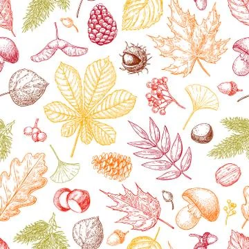 Autumn seamless vector pattern with leaves, berries, fir cones, Stock Illustration