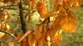autumn season HD Footage