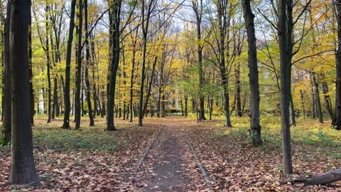 Autumn season forest path with falling leaves. Drone slowly fly over woods road Stock Footage 323924190
