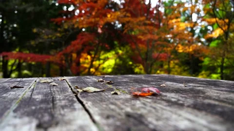 Autumn season Maple tree red leaf. 4k slow motion. Natural background in Japan Stock Footage 164694465