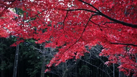 Autumn season Maple tree red leaf. 4k slow motion. Natural background in Japan Stock Footage 164694476