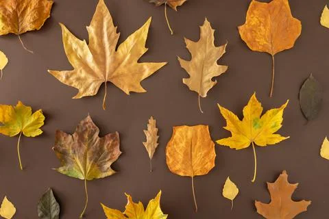 Autumn seasonal creative arrangement, with various colorful, gold, yellow, or Stock Photos