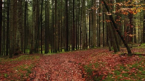 Autumn seasonal forest with path Video stock 337657340