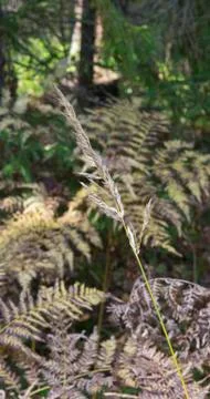 Autumn. Selective soft focus of beach dry grass, reeds, stalks blowing in the Stock Photos