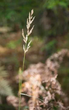 Autumn. Selective soft focus of beach dry grass, reeds, stalks blowing in the Stock Photos