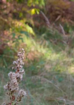 Autumn. Selective soft focus of beach dry grass, reeds, stalks blowing in the Stock Photos