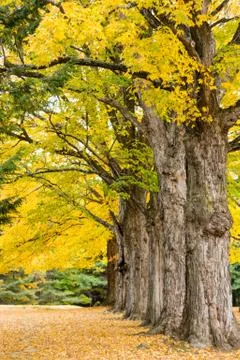 Autumn Sentinels Stock Photos