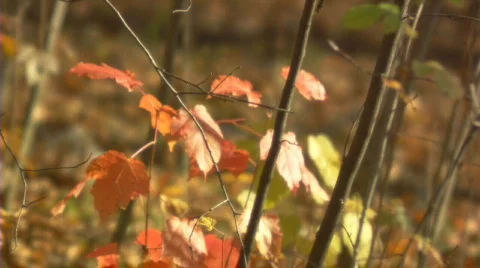 Autumn sequence 1 Stock Footage 608216